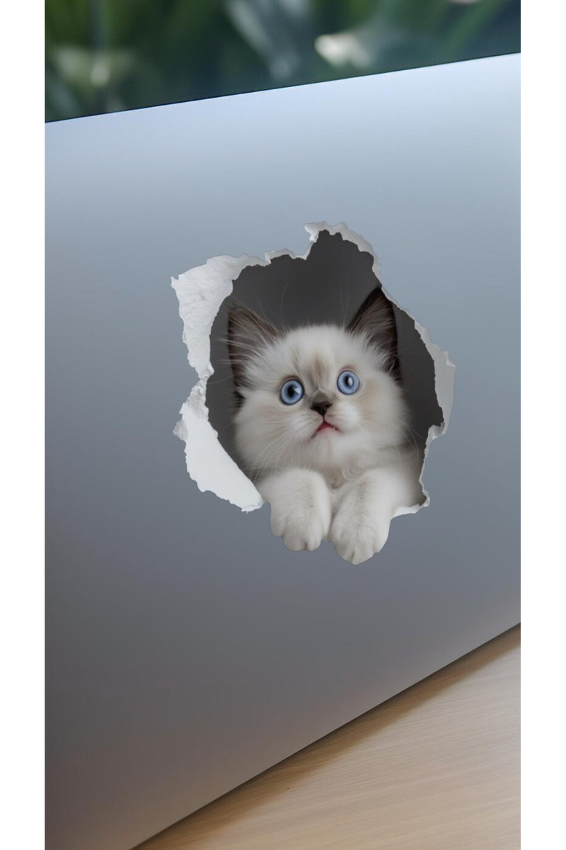 - Priz02- Maviş Yavru kedi Dekoratif Duvar Sticker