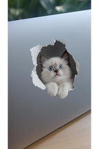- Priz02- Maviş Yavru kedi Dekoratif Duvar Sticker