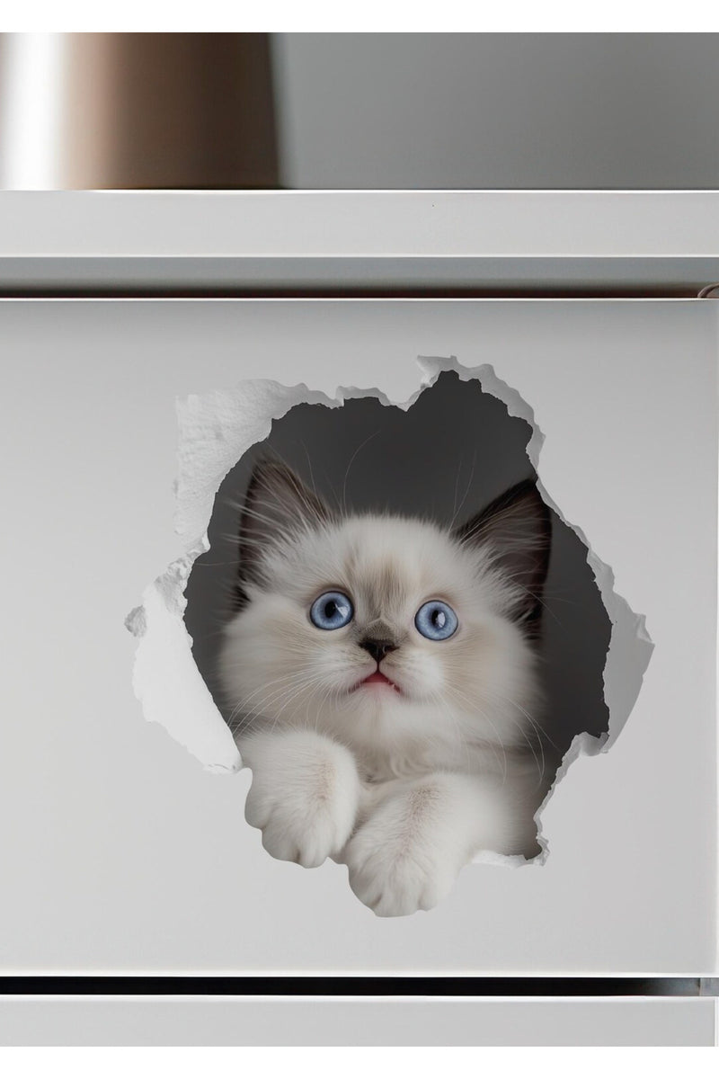 - Priz02- Maviş Yavru kedi Dekoratif Duvar Sticker